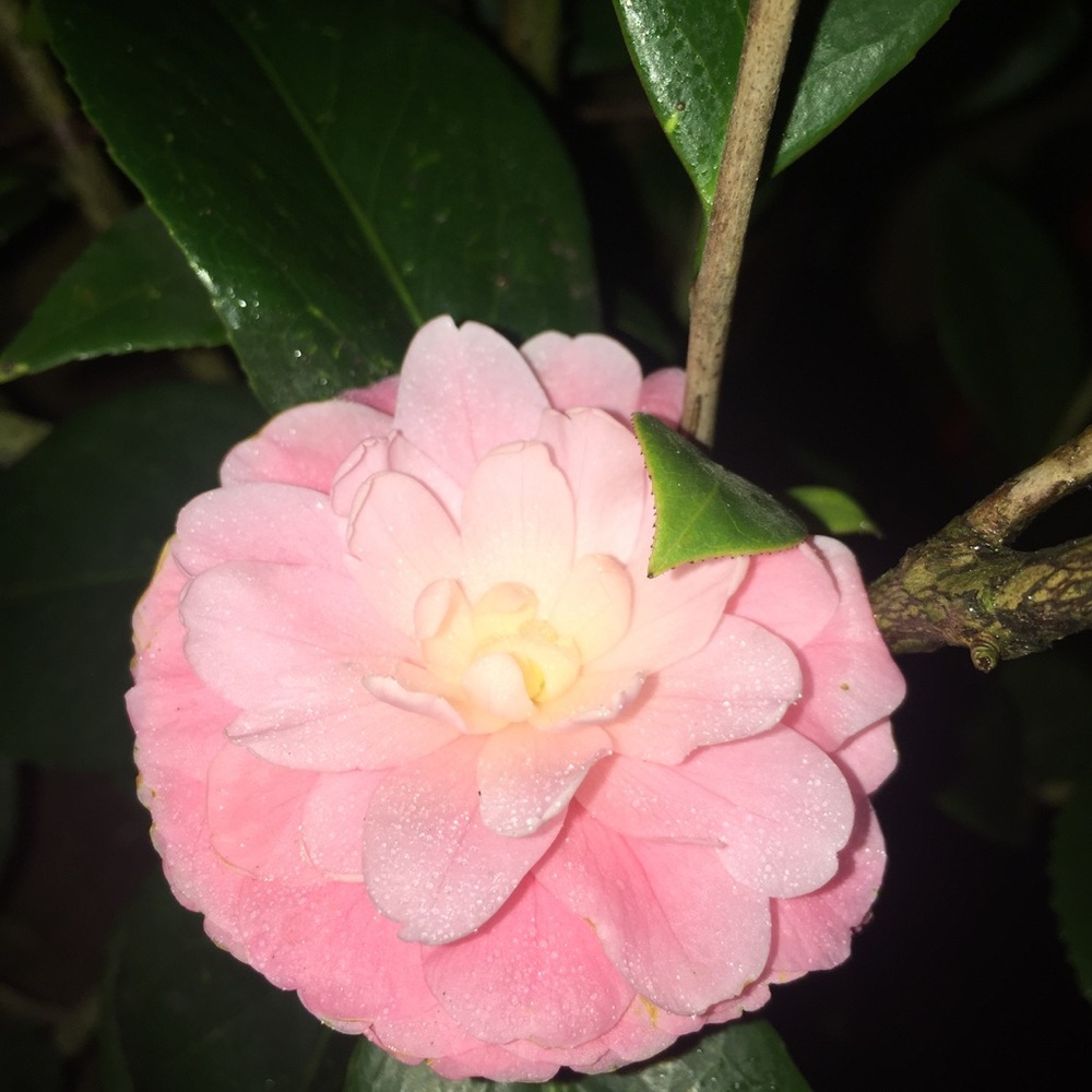 Meet your Posher, Thu anh